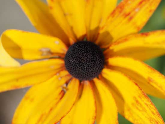 OM System M.Zuiko Digital ED 50-200mm F2.8 IS PRO