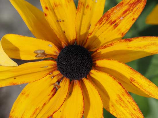 OM System M.Zuiko Digital ED 50-200mm F2.8 IS PRO