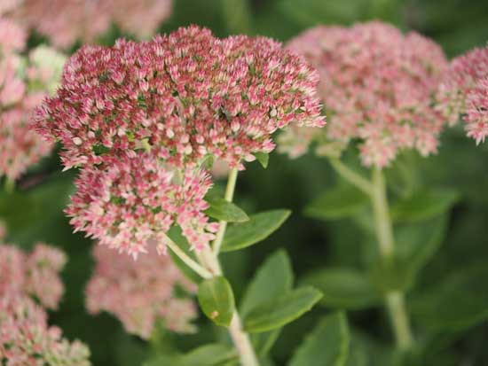 OM System M.Zuiko Digital ED 50-200mm F2.8 IS PRO