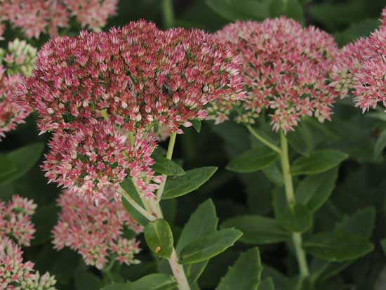 OM System M.Zuiko Digital ED 50-200mm F2.8 IS PRO