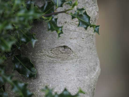 OM System M.Zuiko Digital ED 50-200mm F2.8 IS PRO