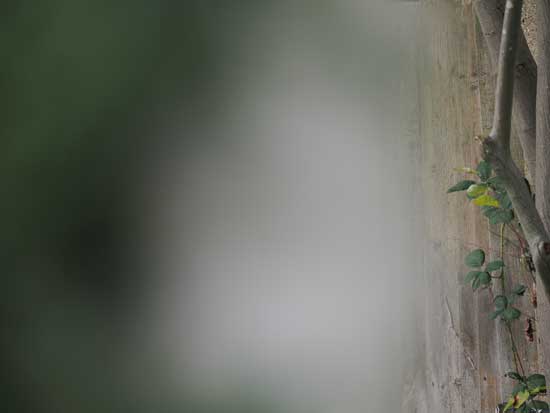 OM System M.Zuiko Digital ED 50-200mm F2.8 IS PRO