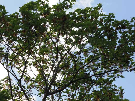 OM System M.Zuiko Digital ED 50-200mm F2.8 IS PRO