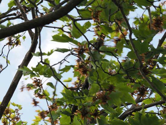 OM System M.Zuiko Digital ED 50-200mm F2.8 IS PRO