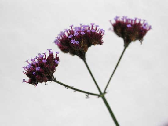 OM System M.Zuiko Digital ED 50-200mm F2.8 IS PRO