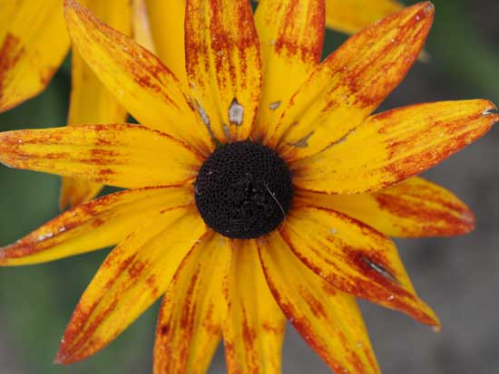 OM System M.Zuiko Digital ED 50-200mm F2.8 IS PRO