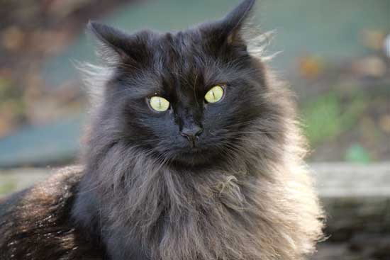 Panasonic Lumix S 100-500mm F5-7.1