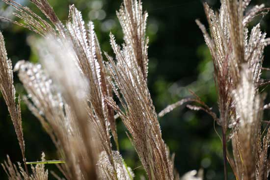 Panasonic Lumix S 100-500mm F5-7.1