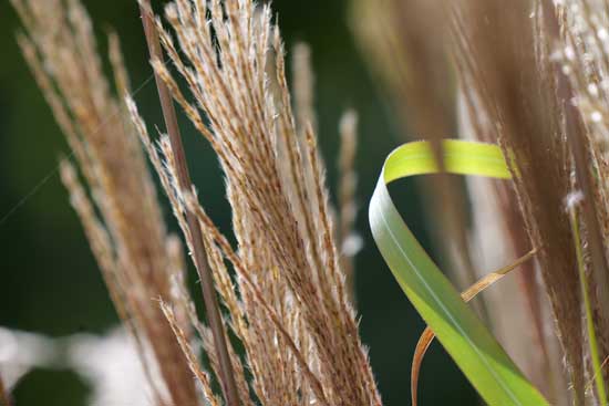 Panasonic Lumix S 100-500mm F5-7.1