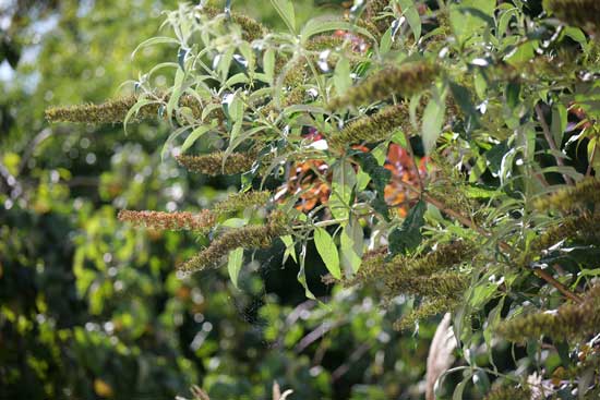 Panasonic Lumix S 100-500mm F5-7.1