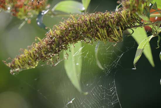 Panasonic Lumix S 100-500mm F5-7.1