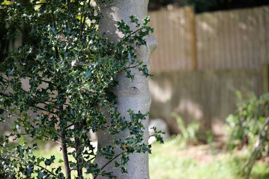 Panasonic Lumix S 100-500mm F5-7.1