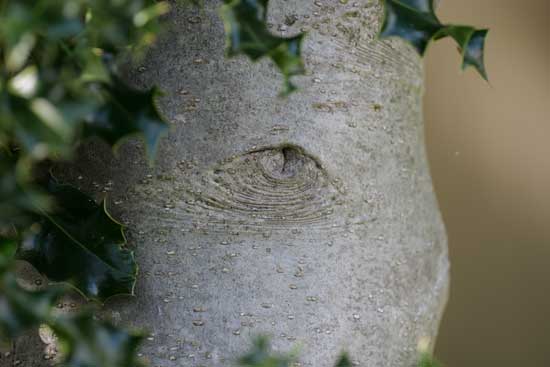 Panasonic Lumix S 100-500mm F5-7.1