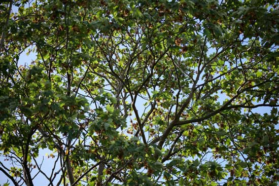 Panasonic Lumix S 100-500mm F5-7.1