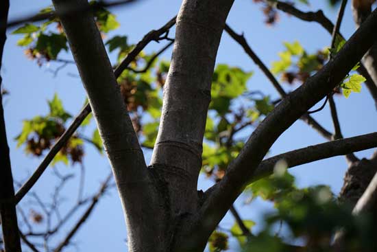 Panasonic Lumix S 100-500mm F5-7.1