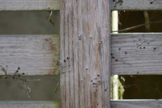 Panasonic Lumix S 100-500mm F5-7.1