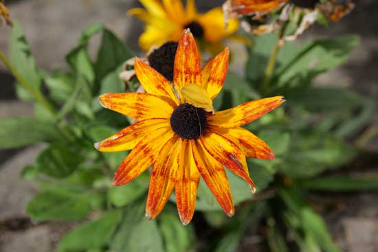 Panasonic Lumix S 100-500mm F5-7.1