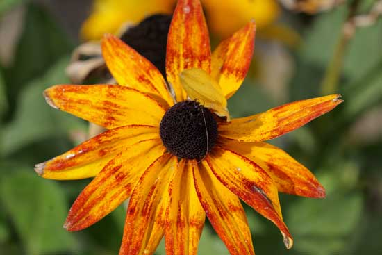 Panasonic Lumix S 100-500mm F5-7.1