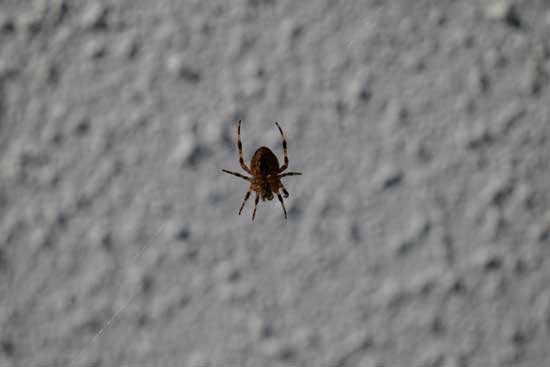 Panasonic Lumix S 100-500mm F5-7.1