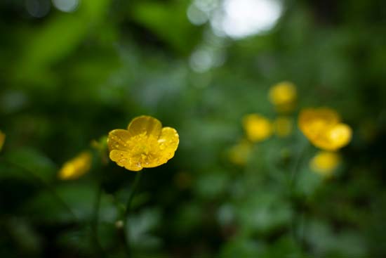 Panasonic Lumix S 20-60mm F3.5-5.6