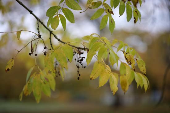 Panasonic Lumix S 85mm F1.8