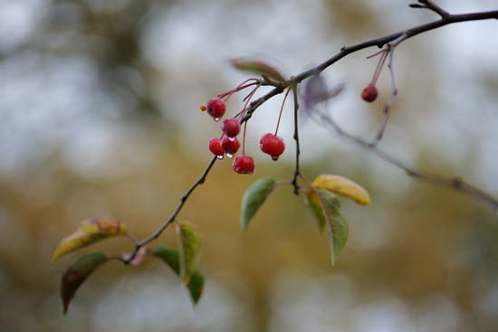 Panasonic Lumix S 85mm F1.8