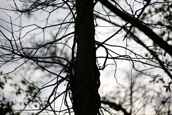 Panasonic Lumix S 85mm F1.8