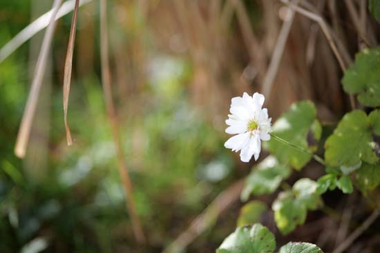 Panasonic Lumix S 85mm F1.8