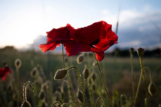 Panasonic Lumix S PRO 16-35mm F4