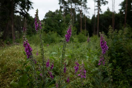 Panasonic Lumix S PRO 16-35mm F4