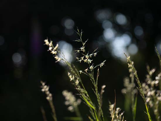 Panasonic Lumix S PRO 70-200mm f/2.8 O.I.S.