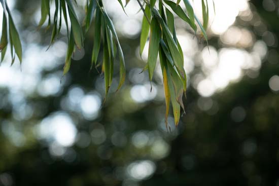 Panasonic Lumix S PRO 70-200mm f/2.8 O.I.S.