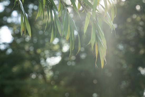 Panasonic Lumix S PRO 70-200mm f/2.8 O.I.S.