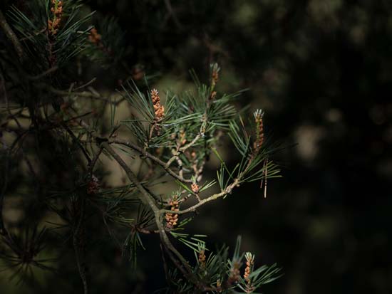 Panasonic Lumix S PRO 70-200mm f/2.8 O.I.S.