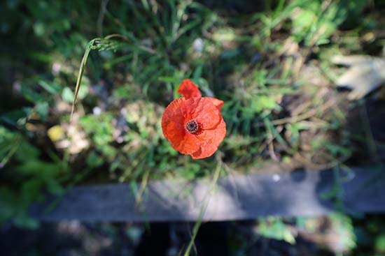 Samyang AF 14mm F2.8 RF
