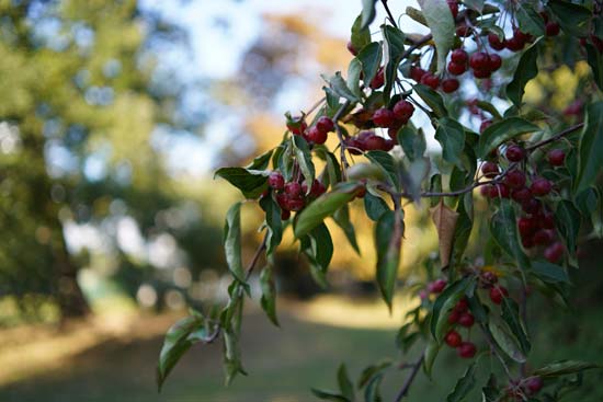Samyang AF 35mm F1.8 FE