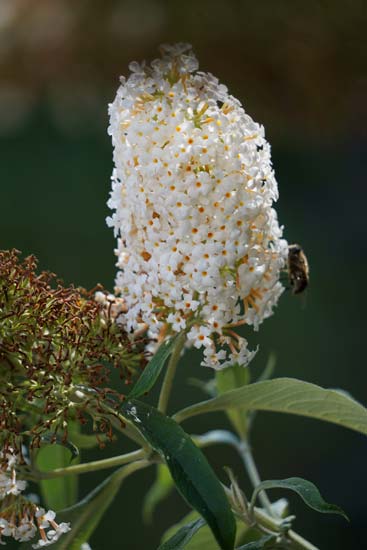 Sigma 100-400mm F5-6.3 DG DN OS