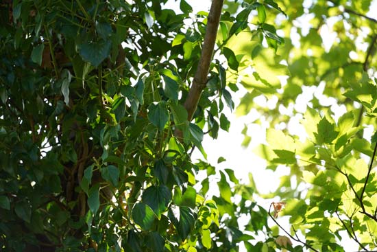 Sigma 100-400mm F5-6.3 DG DN OS