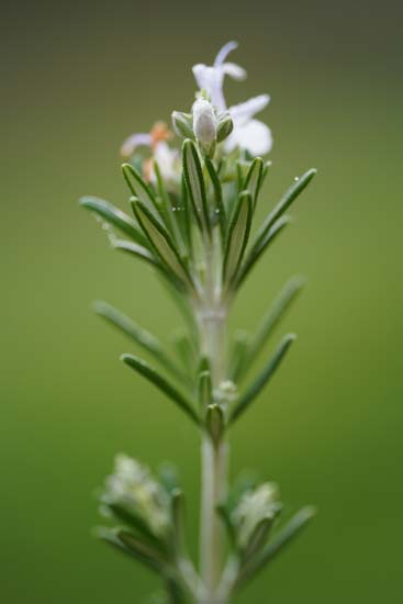 Sigma 105mm F2.8 DG DN MACRO Art