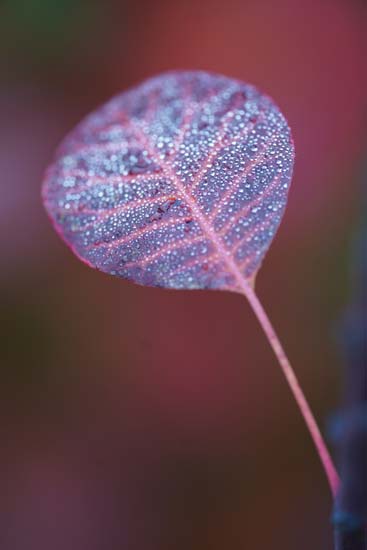Sigma 105mm F2.8 DG DN MACRO Art