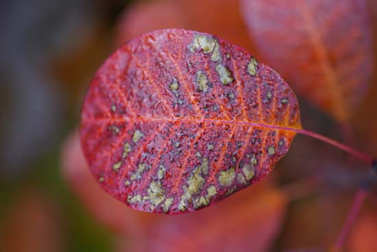 Sigma 105mm F2.8 DG DN MACRO Art