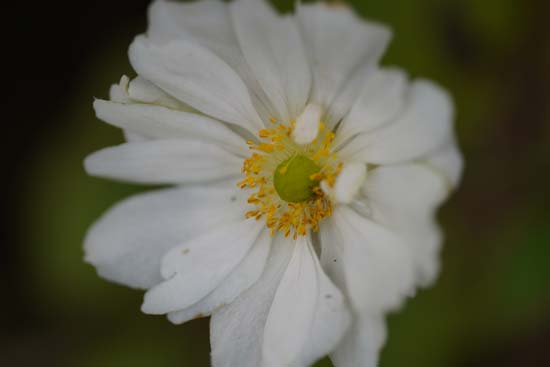 Sigma 105mm F2.8 DG DN MACRO Art