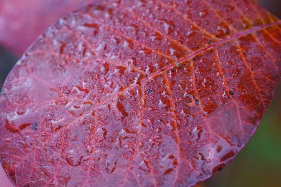 Sigma 105mm F2.8 DG DN MACRO Art