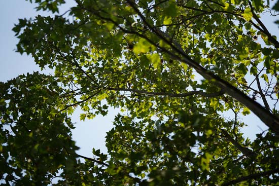 Sigma 85mm F1.4 DG DN Art