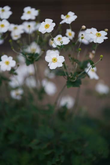 Sigma 85mm F1.4 DG DN Art
