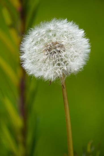 Sony E 70-350mm F4.5-6.3 G OSS