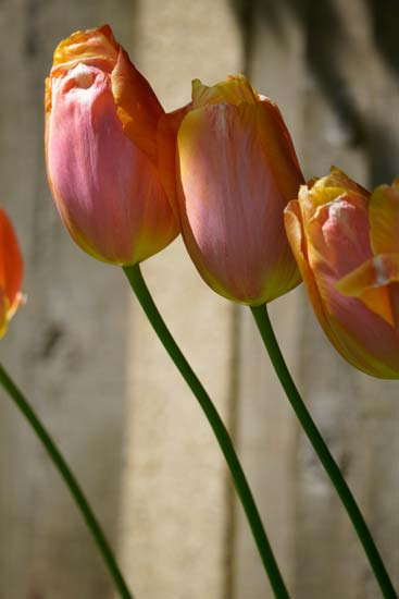 Sony E 70-350mm F4.5-6.3 G OSS