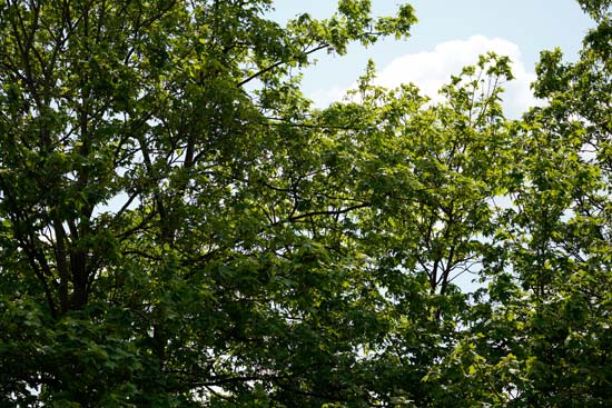 Sony E 70-350mm F4.5-6.3 G OSS