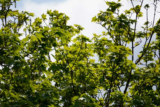 Sony E 70-350mm F4.5-6.3 G OSS
