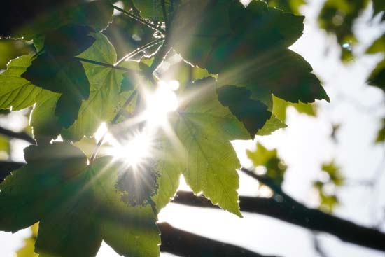 Sony E 70-350mm F4.5-6.3 G OSS